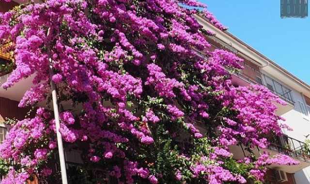 Bari, quella bouganville viola alta 4 piani: E qui dagli anni 60, curata da tutti noi